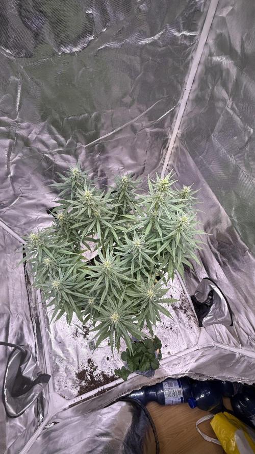 Afghani. Week 12