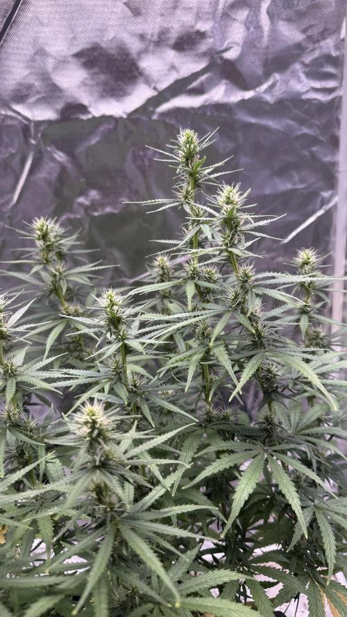 Afghani. Week 12
