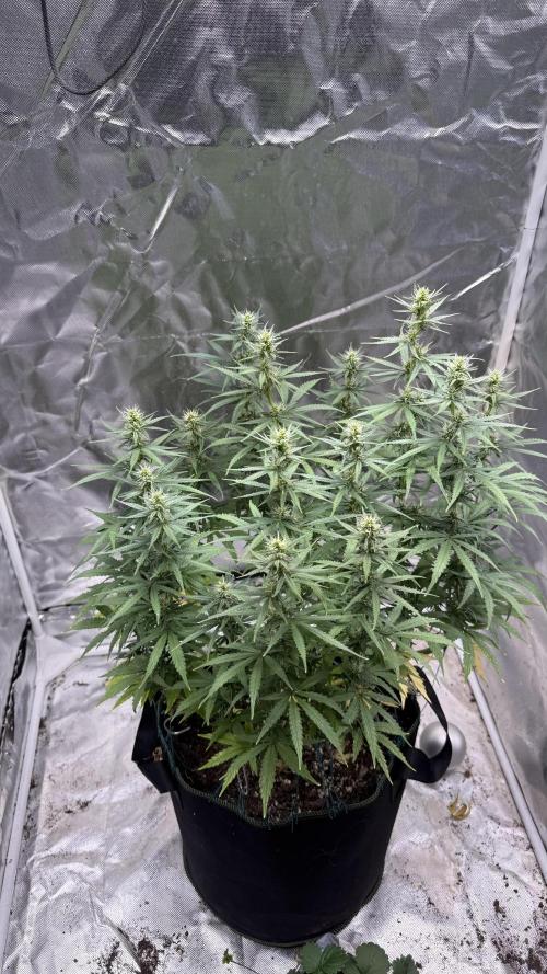 Afghani. Week 12