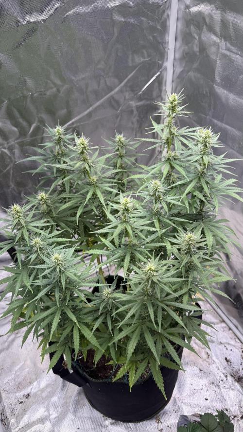 Afghani. Week 12