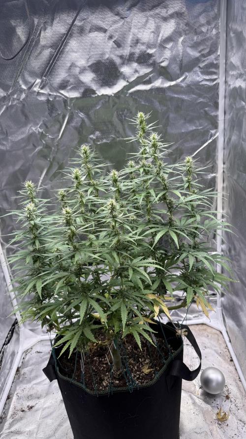 Afghani. Week 12