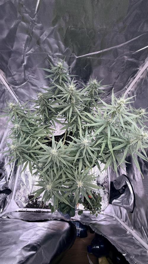 Afghani. Week 12