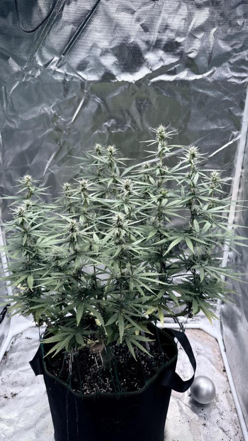 Afghani. Week 12