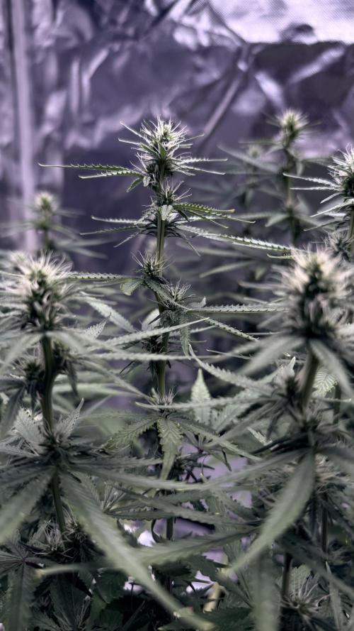 Afghani. Week 12