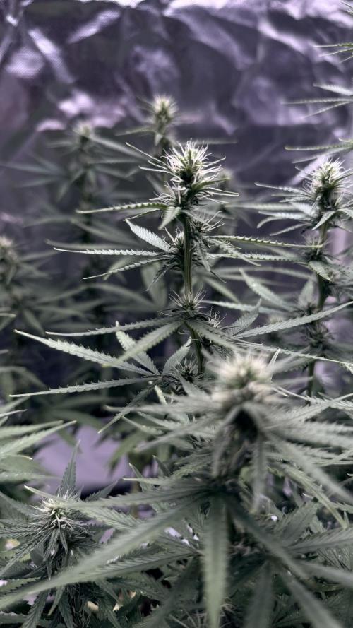 Afghani. Week 12