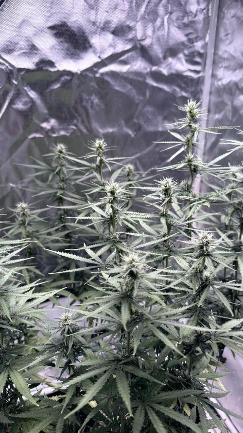 Afghani. Week 12