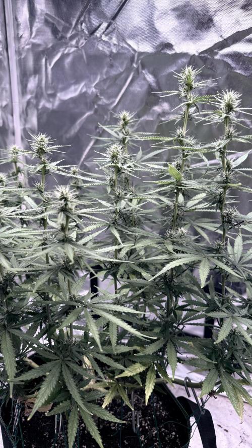 Afghani. Week 12