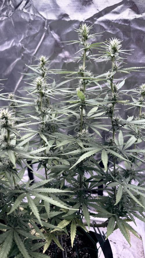 Afghani. Week 12
