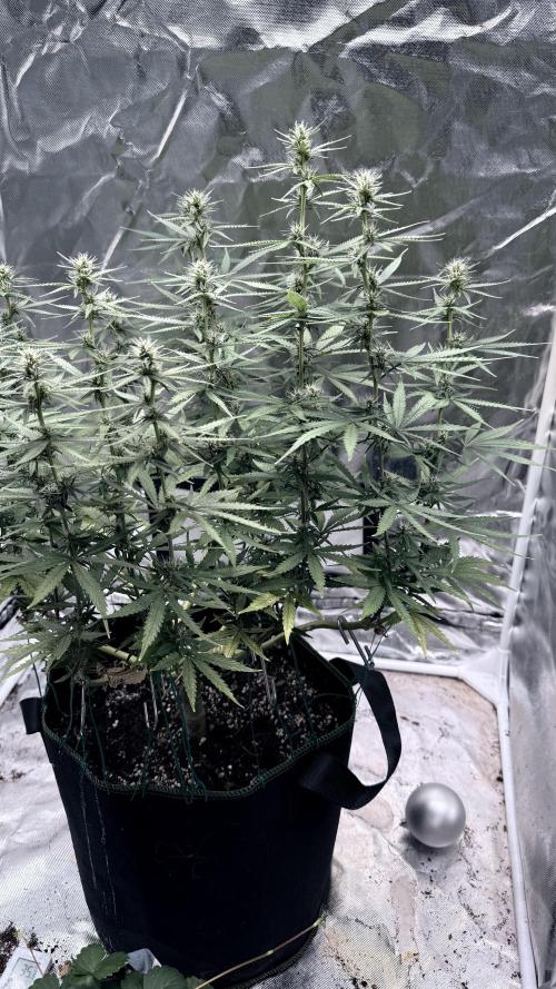 Afghani. Week 12