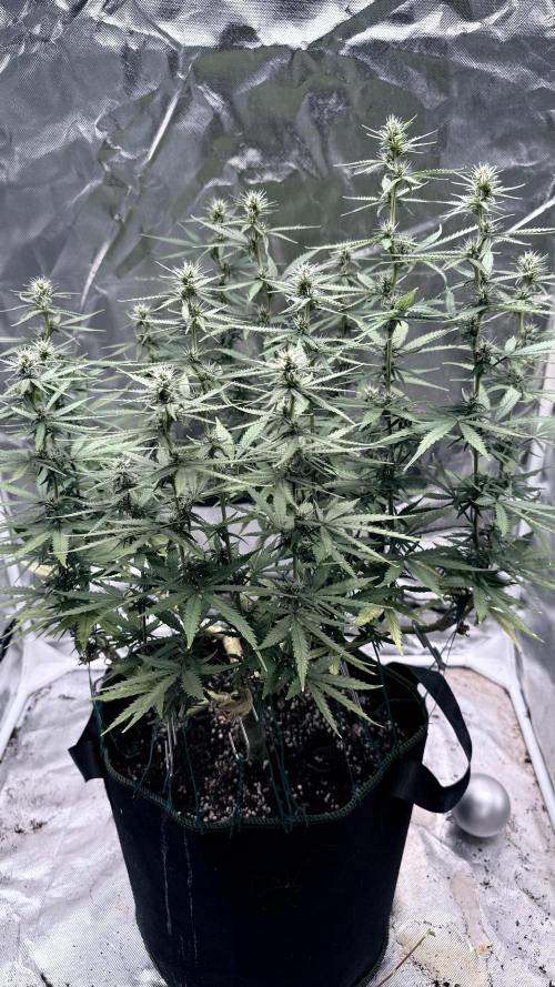 Afghani. Week 12