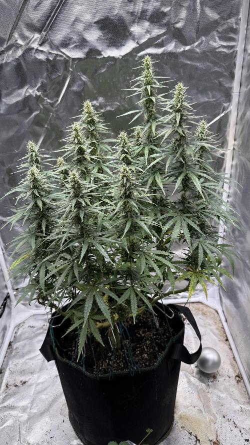 Afghani. Week 13