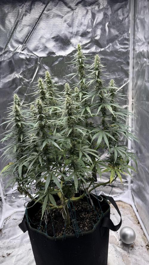 Afghani. Week 13