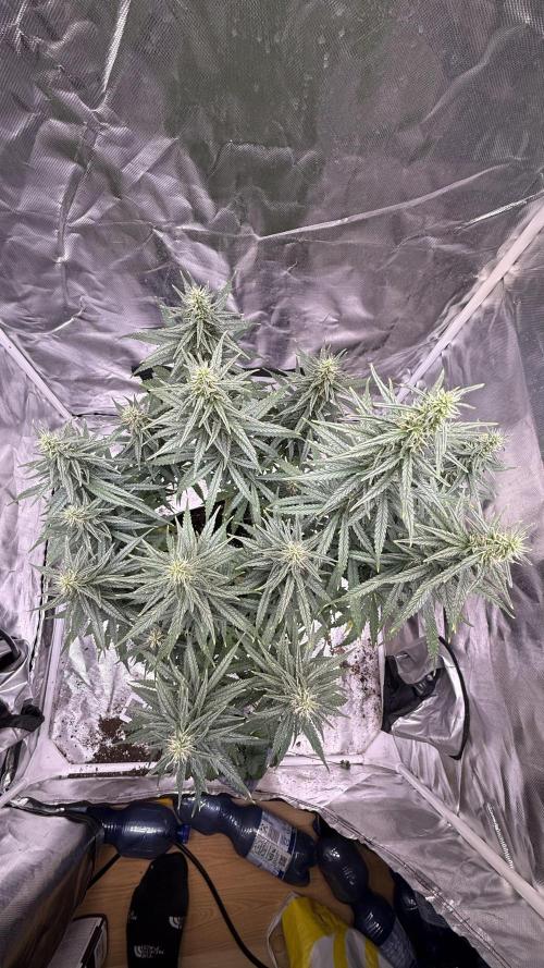 Afghani. Week 13