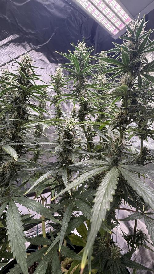 Afghani. Week 13