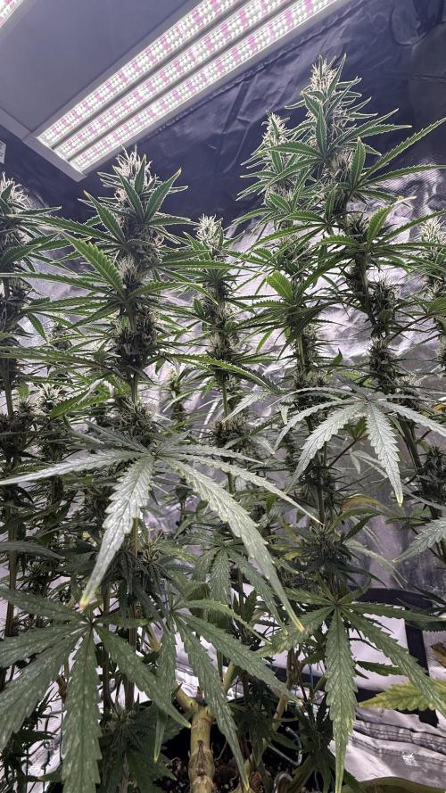 Afghani. Week 13
