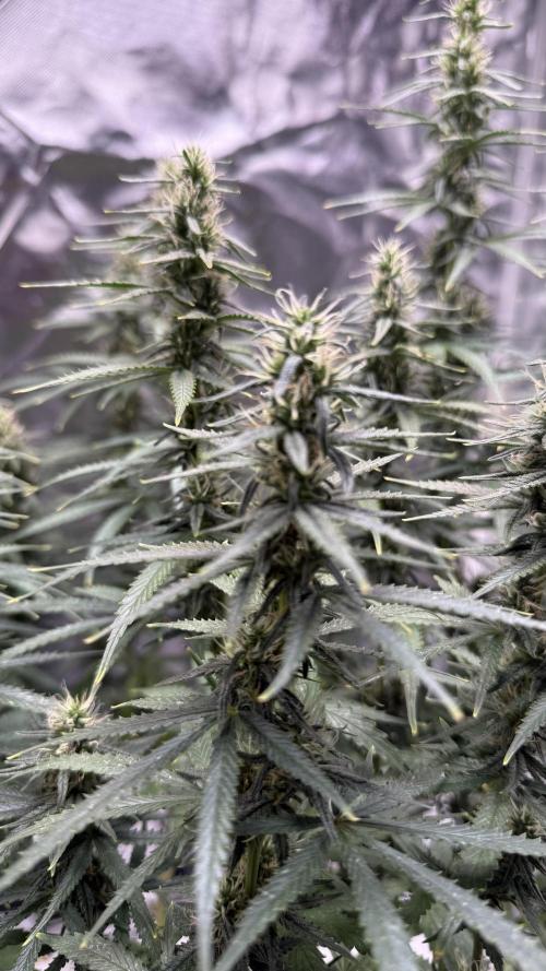 Afghani. Week 13