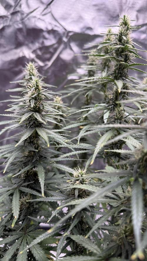 Afghani. Week 13