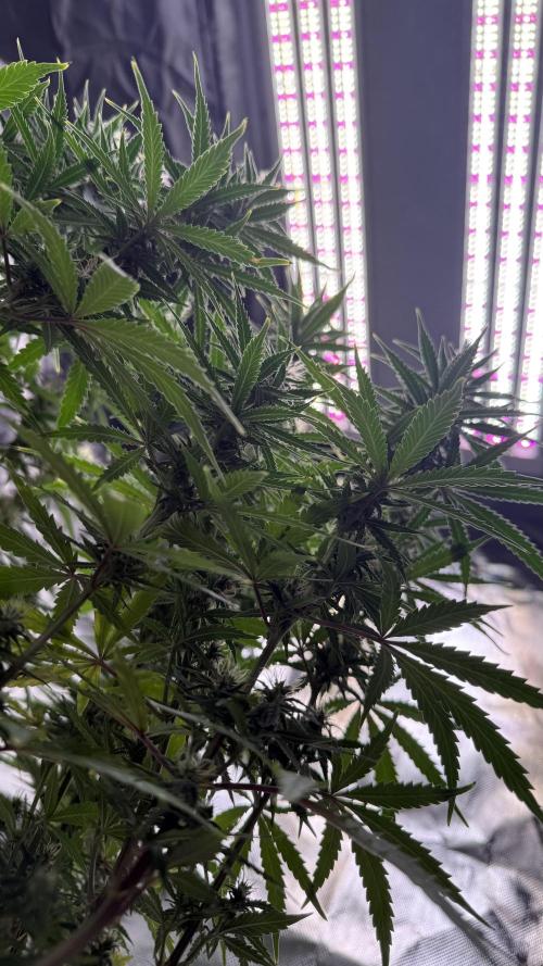 Afghani. Week 13