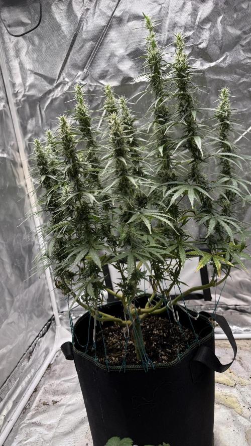 Afghani. Week 14