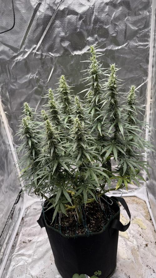 Afghani. Week 14
