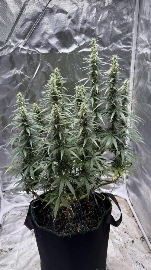 Afghani. Week 14