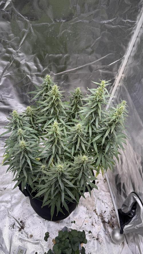Afghani. Week 14