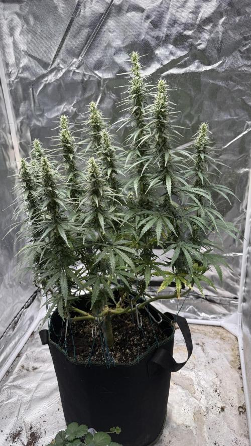 Afghani. Week 14
