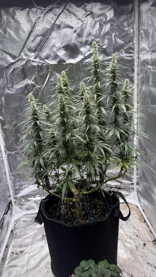 Afghani. Week 14