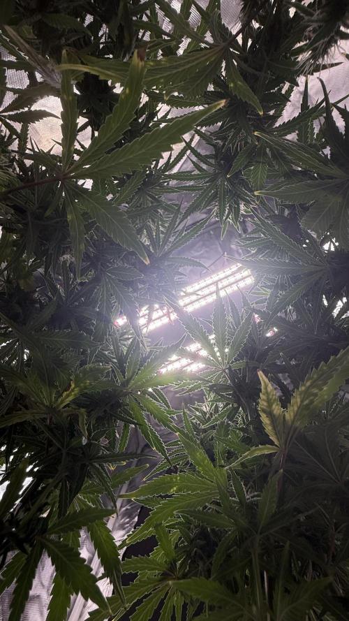 Afghani. Week 15