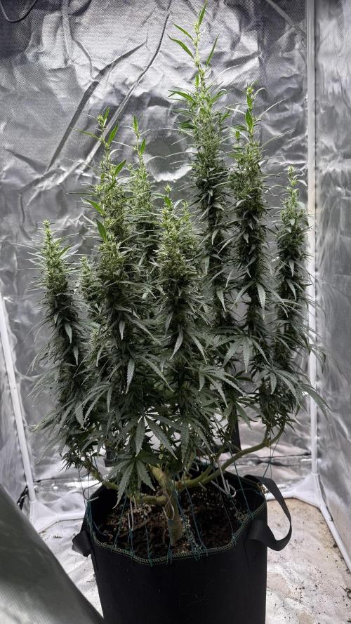 Afghani. Week 15