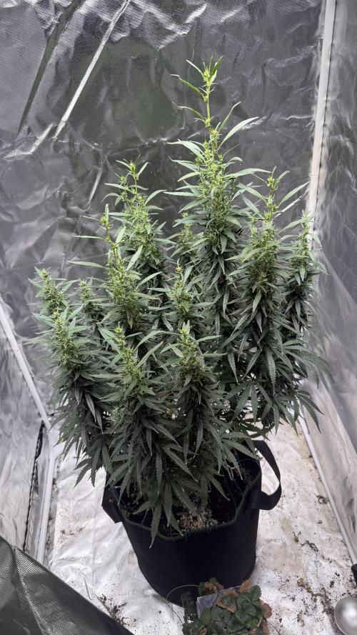 Afghani. Week 15