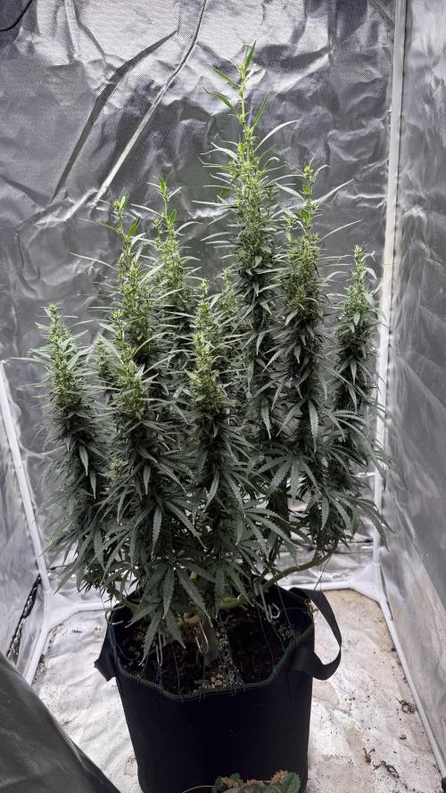 Afghani. Week 15