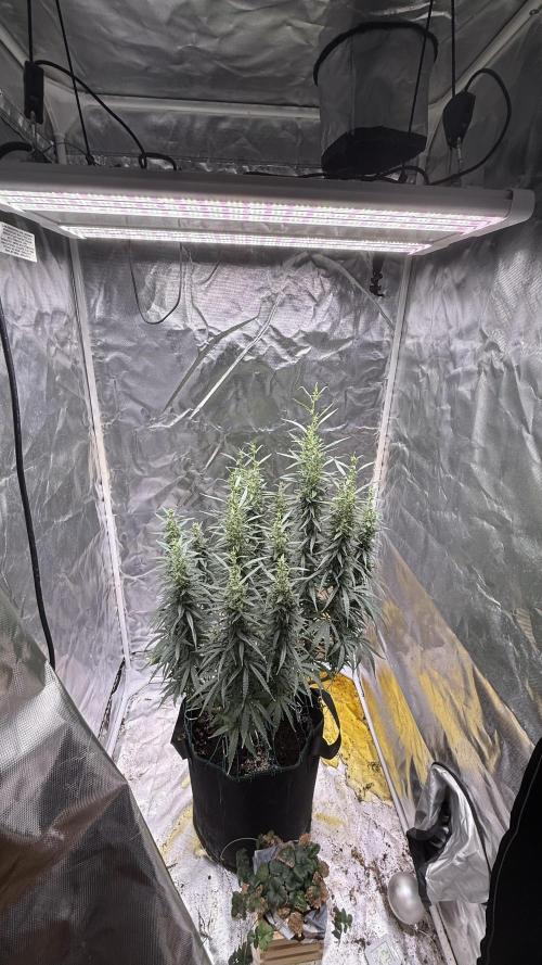Afghani. Week 15