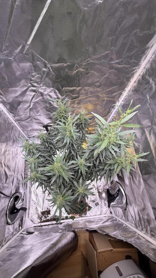 Afghani. Week 15