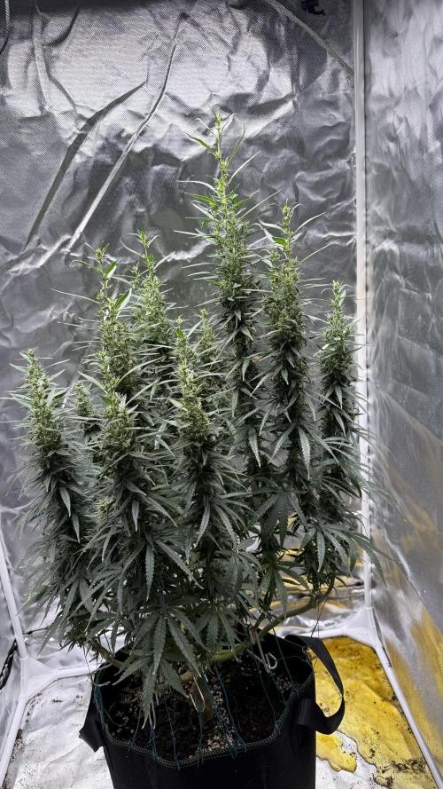 Afghani. Week 15