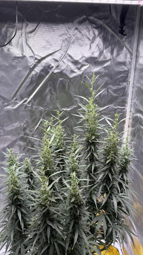 Afghani. Week 15