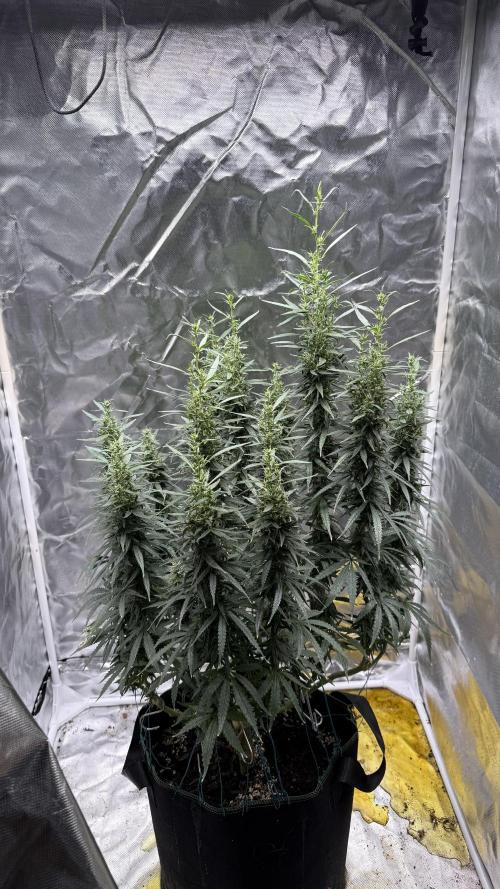 Afghani. Week 15