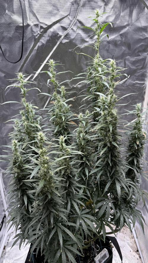 Afghani. Week 16