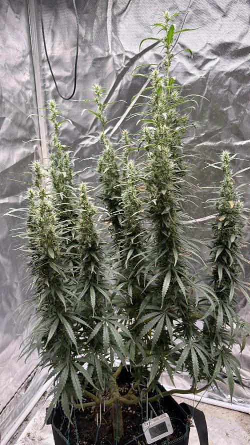 Afghani. Week 16