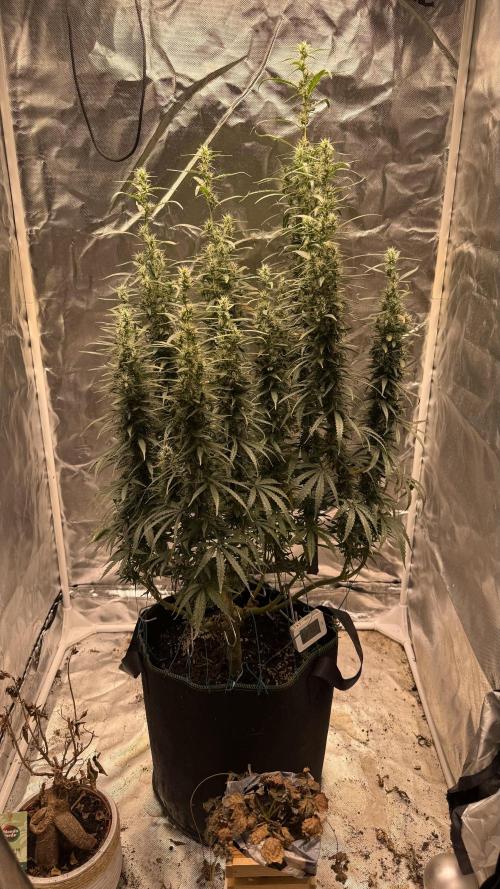 Afghani. Week 16