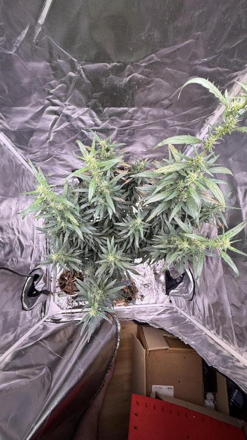 Afghani. Week 16