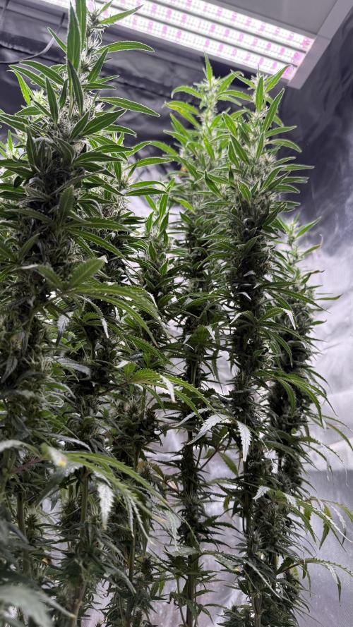 Afghani. Week 16