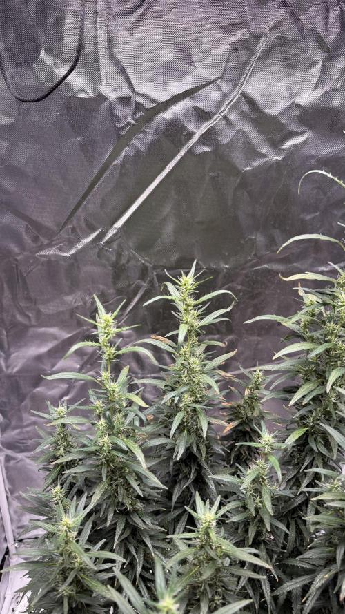 Afghani. Week 16