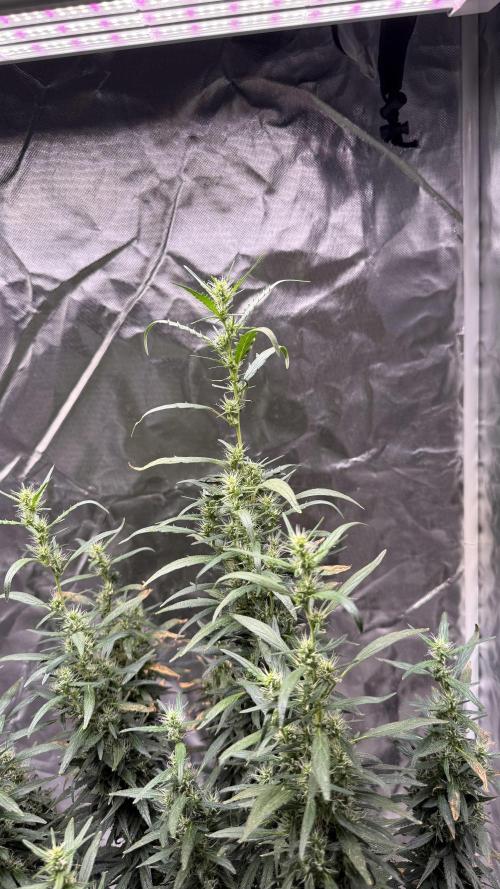 Afghani. Week 16