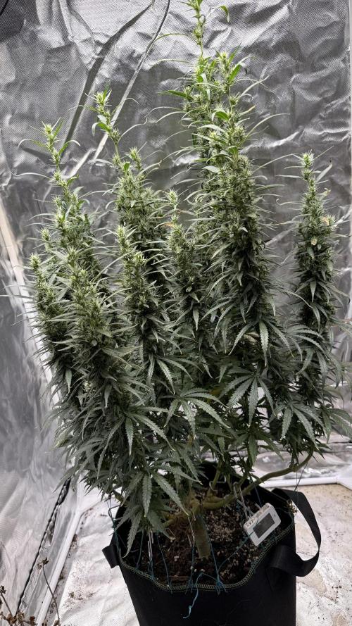 Afghani. Week 16