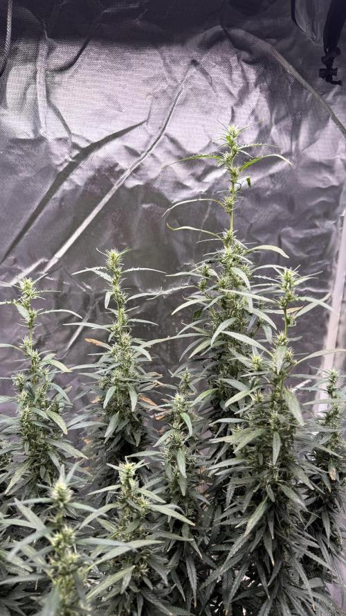 Afghani. Week 16