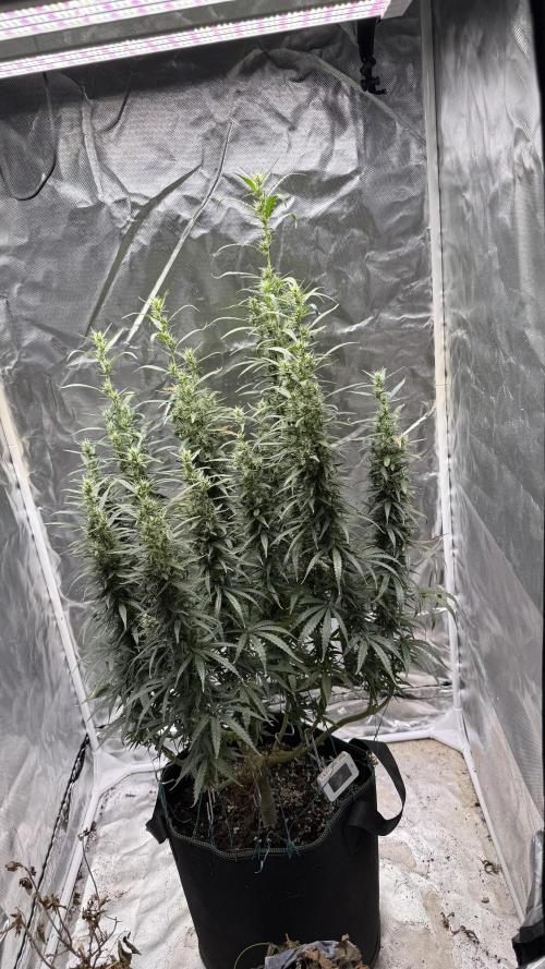 Afghani. Week 16