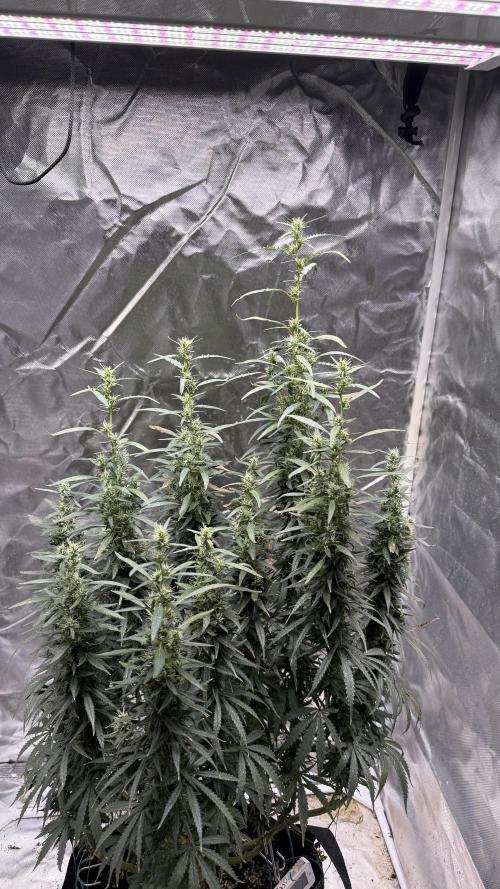 Afghani. Week 16