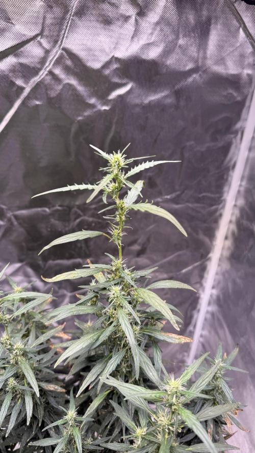 Afghani. Week 16