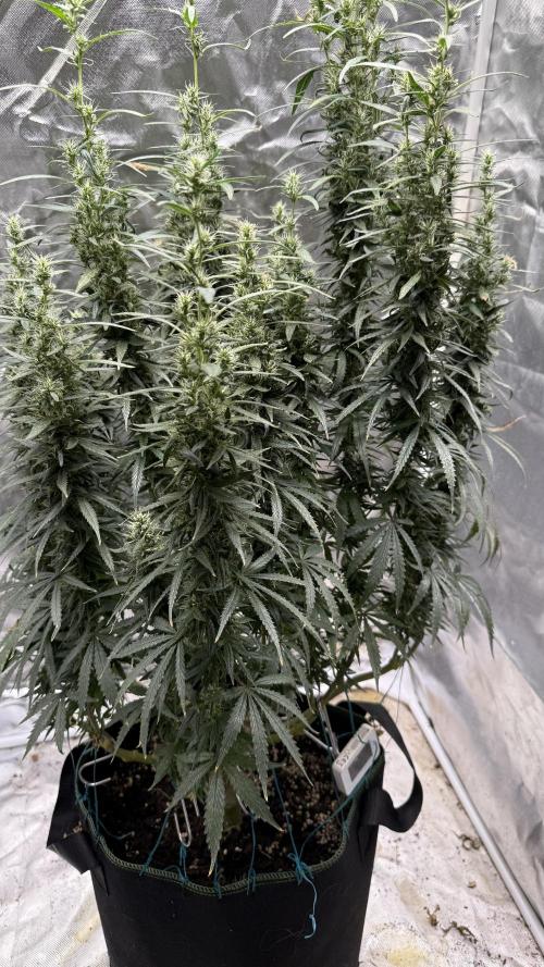 Afghani. Week 16